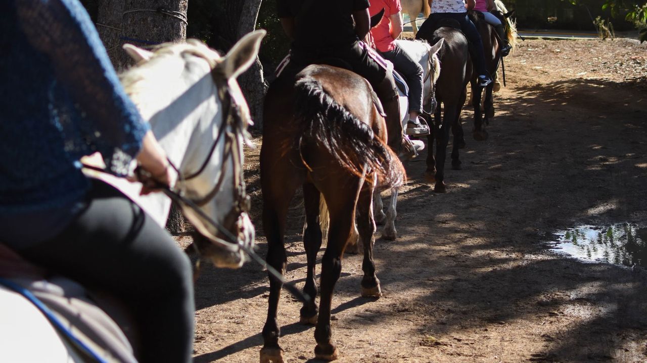 Aventura a caballo en Alcudia – 1 hora de naturaleza y diversión con Click Mallorca