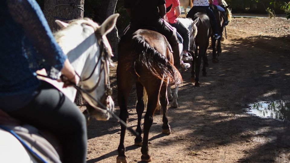 Aventura a caballo en Alcudia – 1 hora de naturaleza y diversión con Click Mallorca