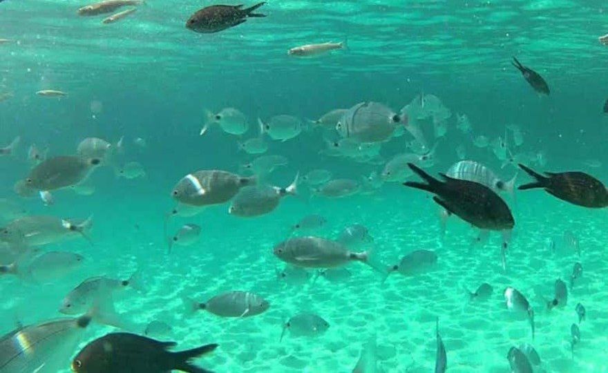 Snorkel en Cala en Brut