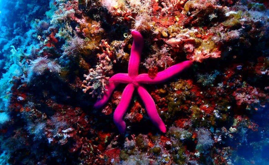Snorkel en Puerto Addaya