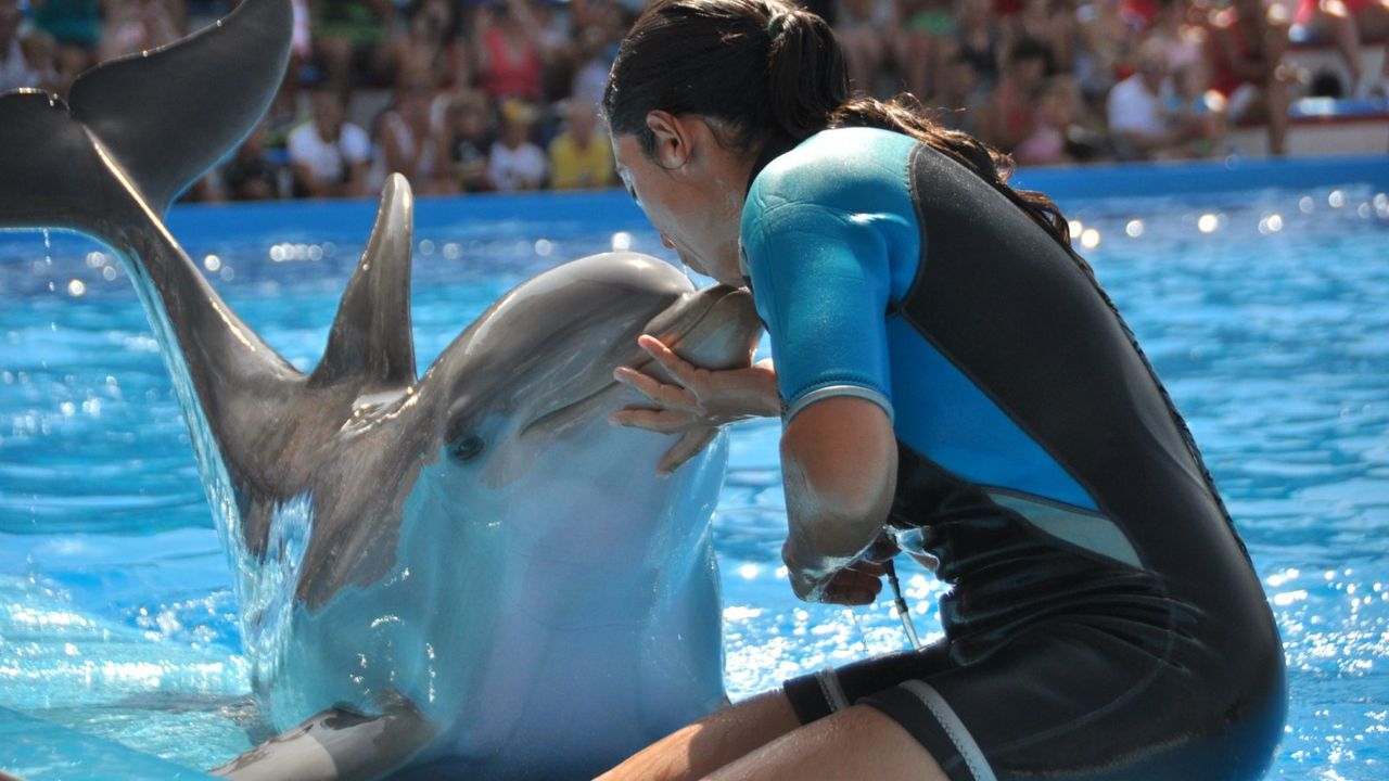 Marineland Mallorca, un día de exhibiciones con delfines, focas y aves exóticas